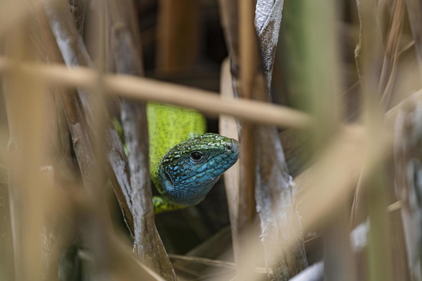 close up of green lizard photo