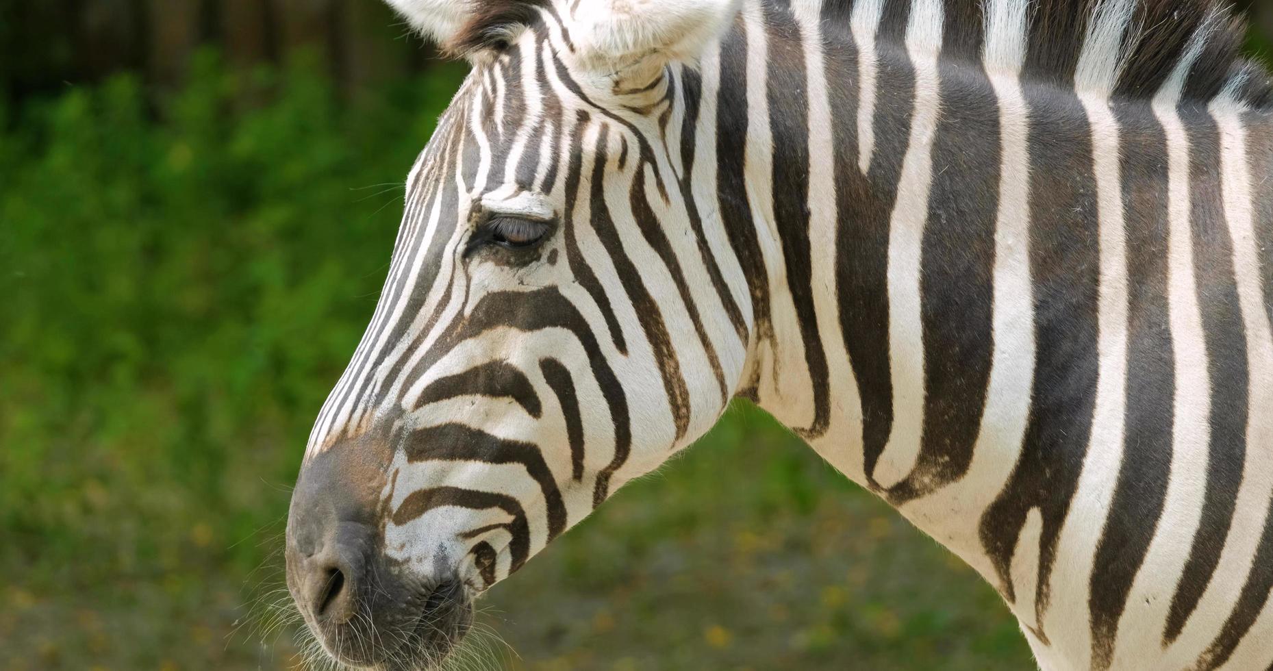 close up portrait of zebra photo