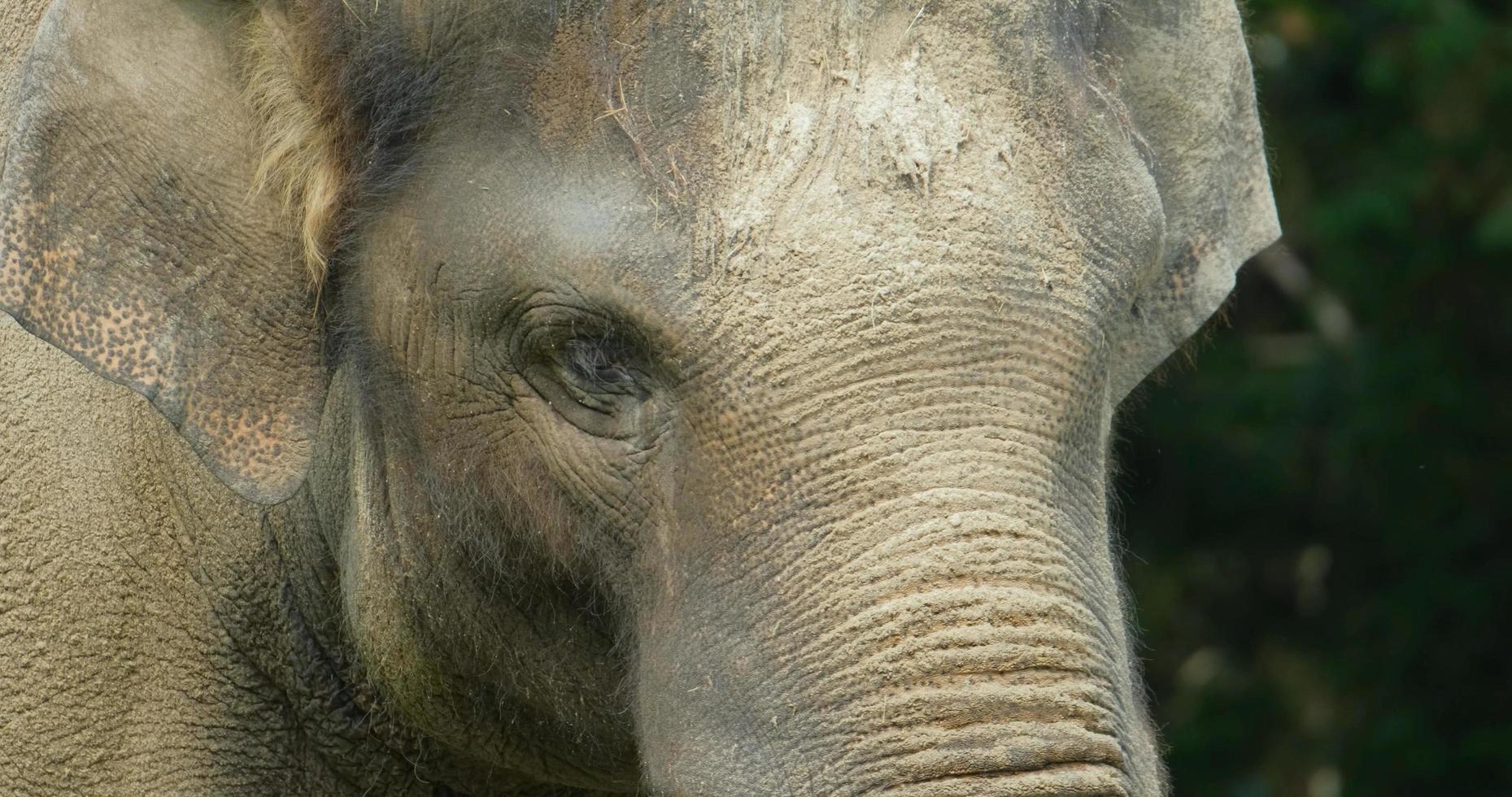 close up of elephant photo