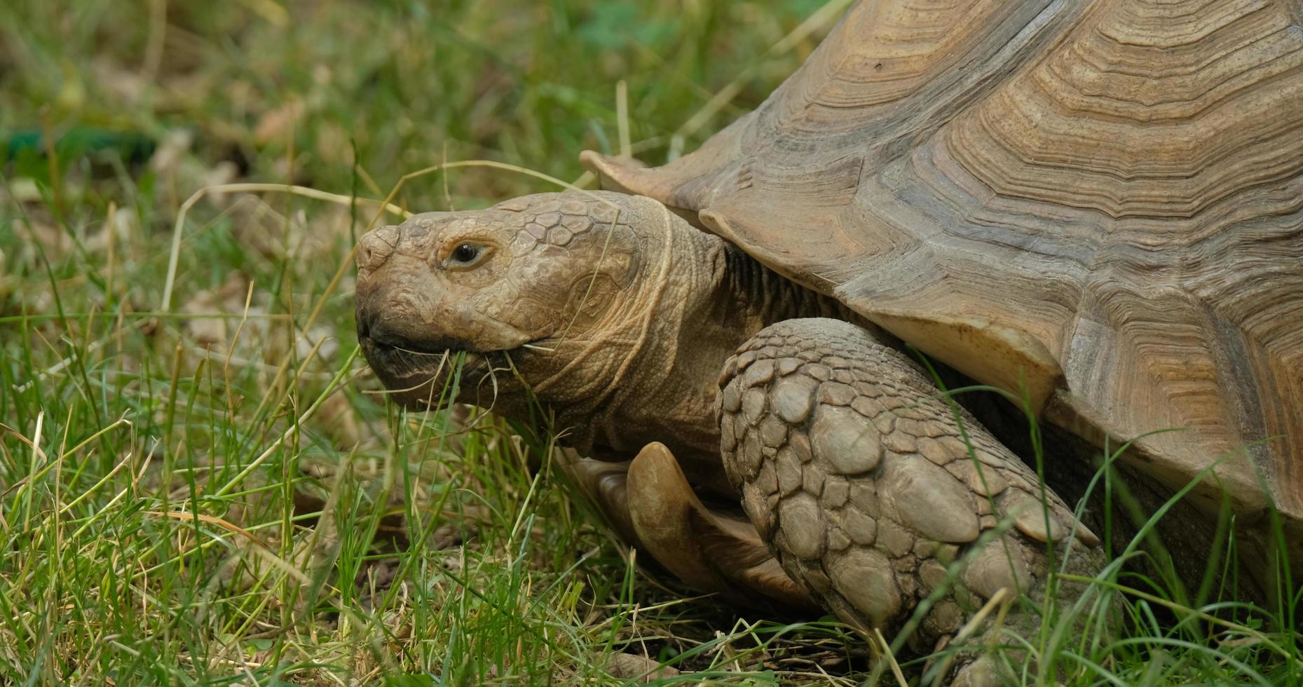 close up of African spurred tortoise or Centrochelys sulcata on the green grass photo