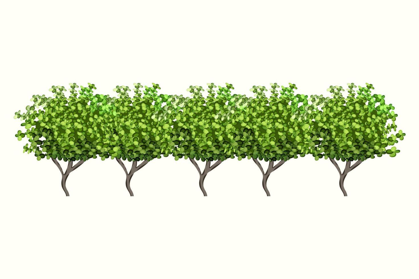 Planta verde ornamental en forma de seto.Arco de ivy.Arbusto de jardín realista, arbusto de temporada, boj, follaje de arbusto de corona de árbol. vector