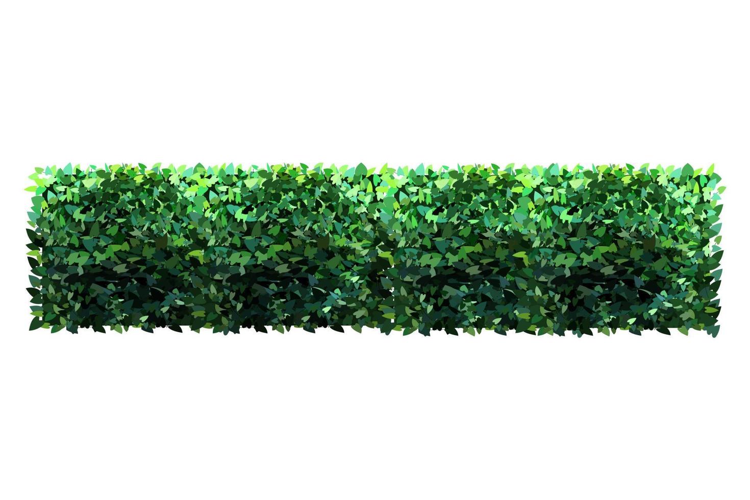 Ornamental green plant in the form of a hedge.Ivy arch.Realistic garden shrub, seasonal bush, boxwood, tree crown bush foliage. vector