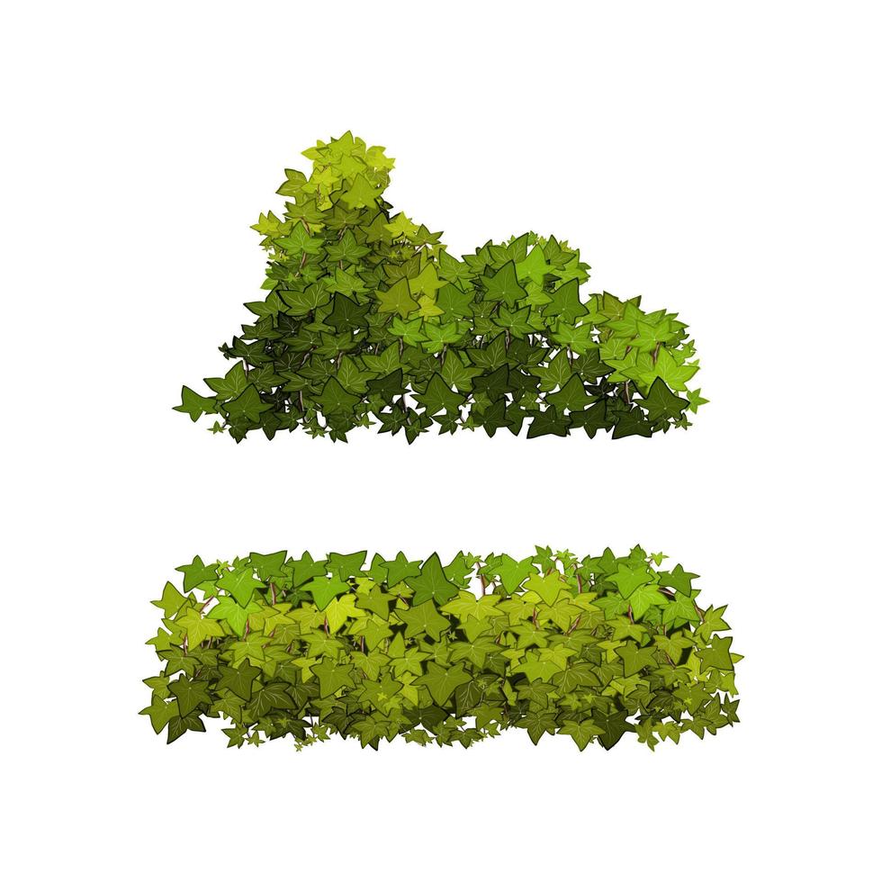 Ornamental green plant in the form of a hedge.Ivy arch.Realistic garden shrub, seasonal bush, boxwood, tree crown bush foliage. vector