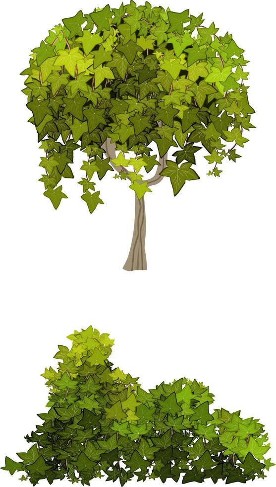 Planta verde ornamental en forma de seto.Arco de ivy.Arbusto de jardín realista, arbusto de temporada, boj, follaje de arbusto de corona de árbol. vector