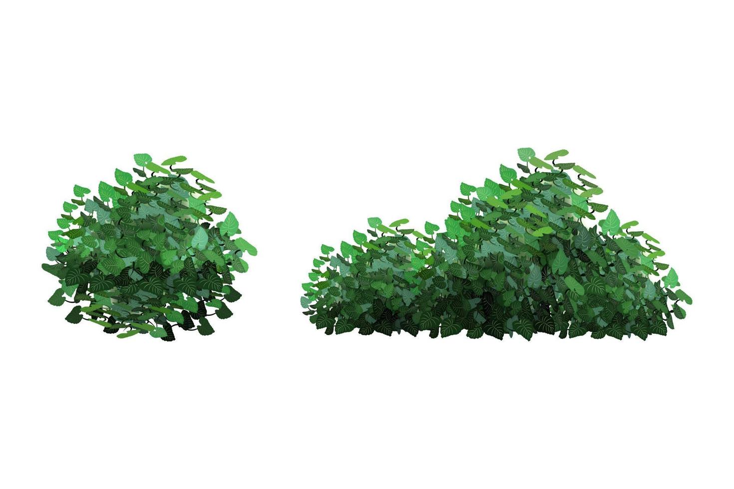 Ornamental green plant in the form of a hedge.Ivy arch.Realistic garden shrub, seasonal bush, boxwood, tree crown bush foliage. vector