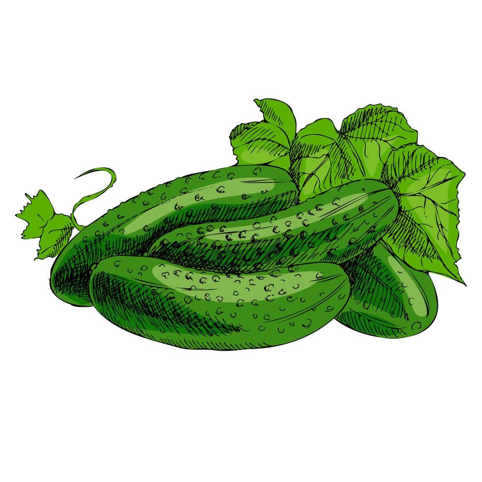 Vector hand drawn vegetable Illustration. Detailed retro style hand-drawn cucumbers sketch. Vintage sketch element for labels, packaging and cards design.