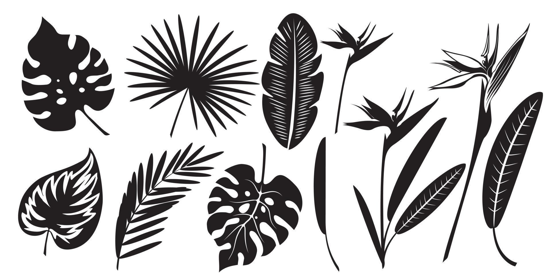 Set of silhouettes of exotic tropical leaves of monstera, palm, banana and strelitzia flower. vector