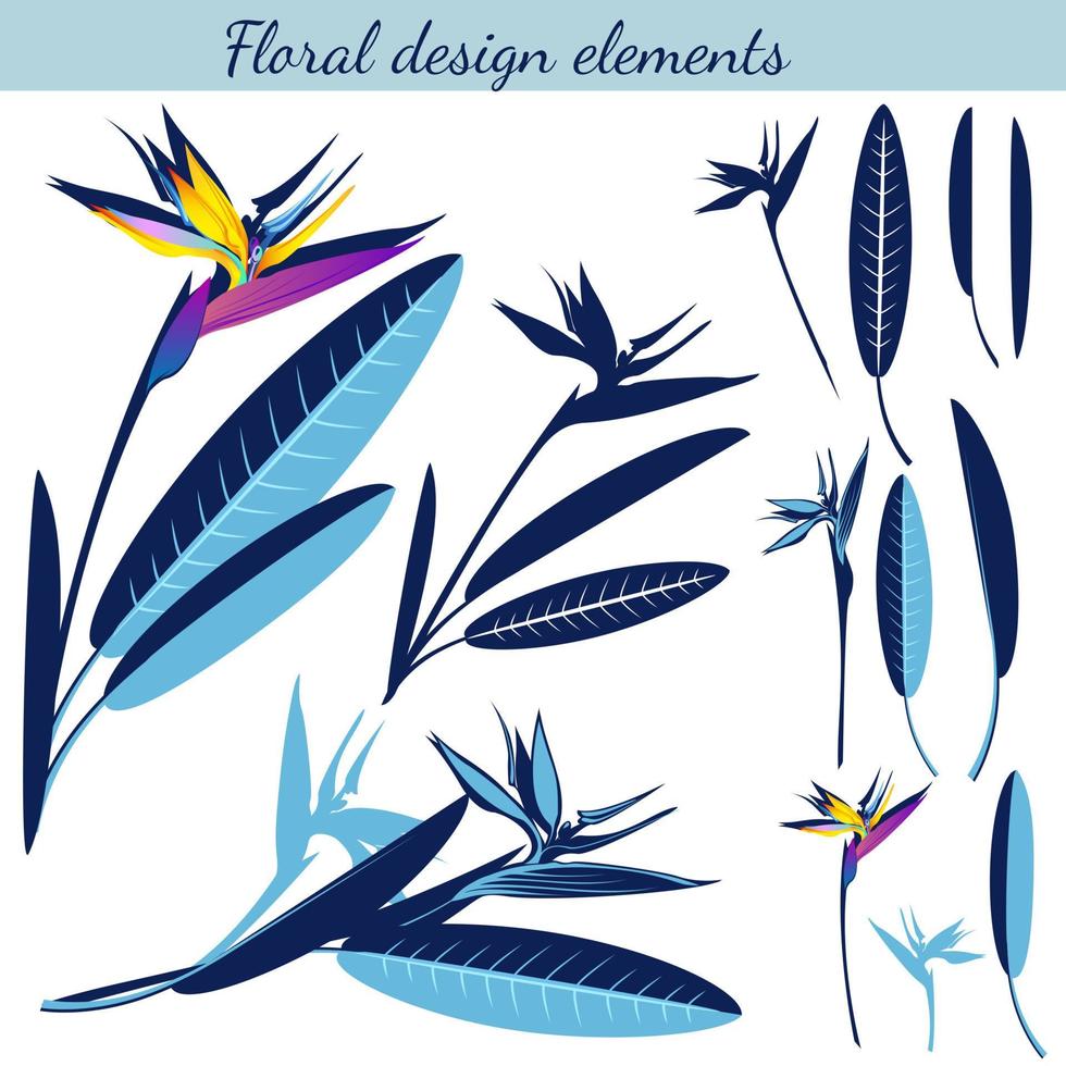 Set of exotic tropical flowers strelitzia. Vector image of white background.