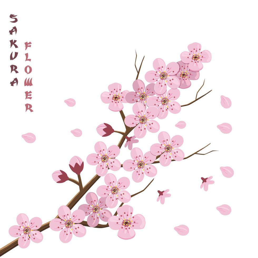 Sakura blossom. Japanese cherry tree vector