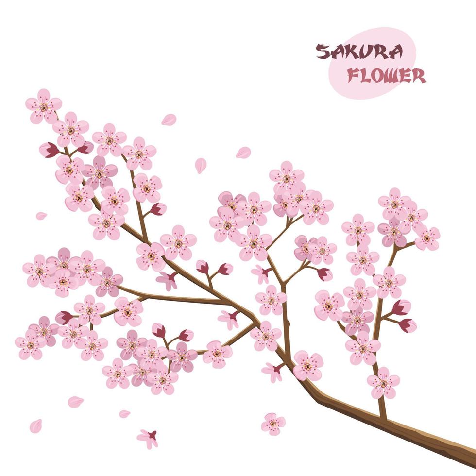 Sakura flowers. Japanese cherry tree vector