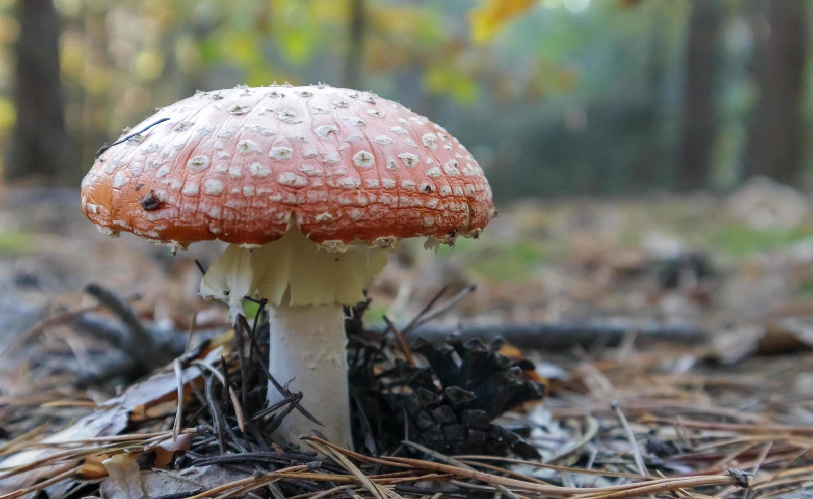 Red fly agaric or toadstool in the grass. Amanita muscaria. Toxic and poisonous mushroom muscimol. The photo was taken against the background of a natural forest. Forest mushrooms.