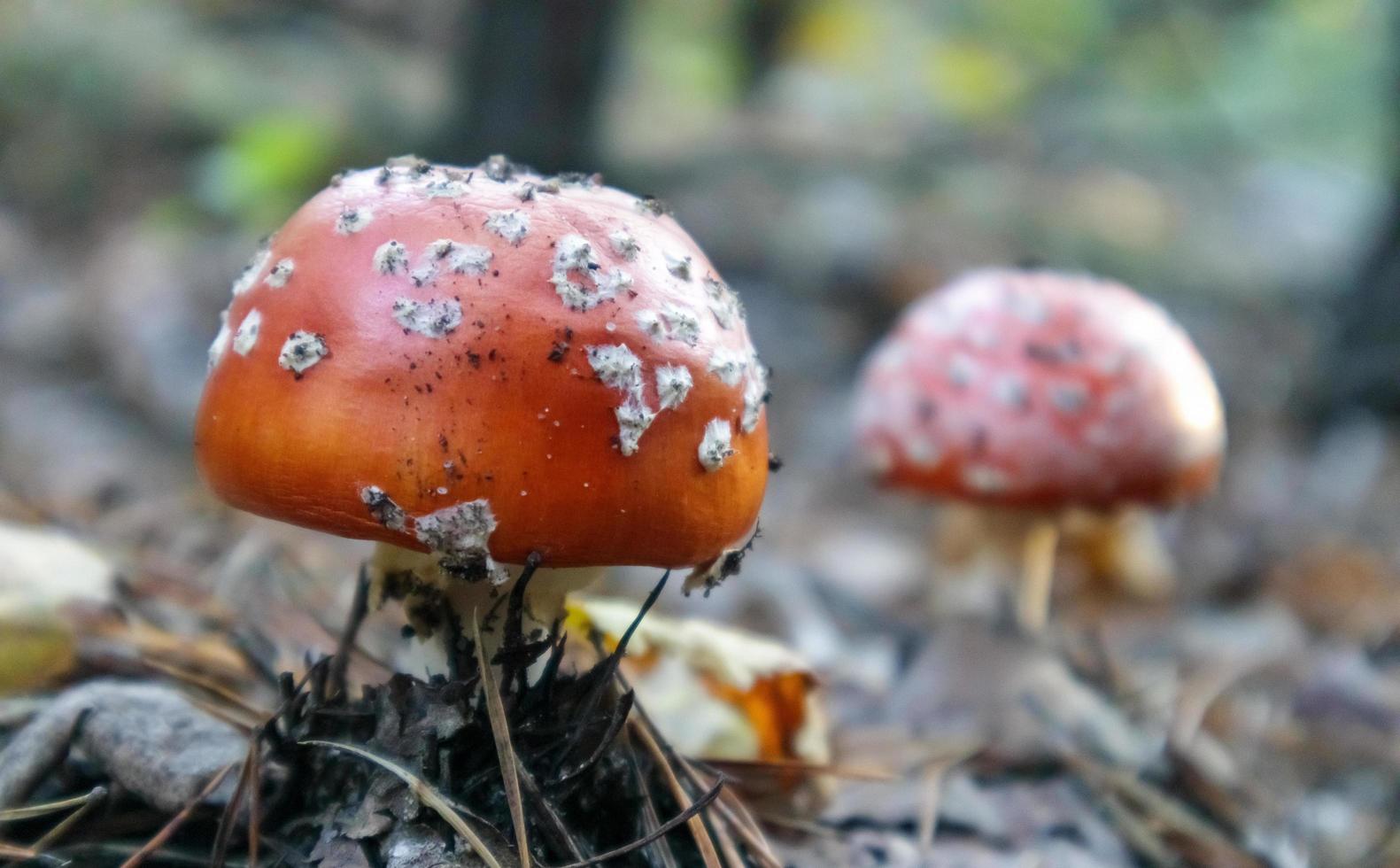 Red fly agaric or toadstool in the grass. Amanita muscaria. Toxic and poisonous mushroom muscimol. The photo was taken against the background of a natural forest. Forest mushrooms.