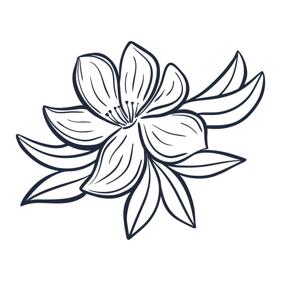 hermosa composición botánica con flores y hojas en estilo doodle vector