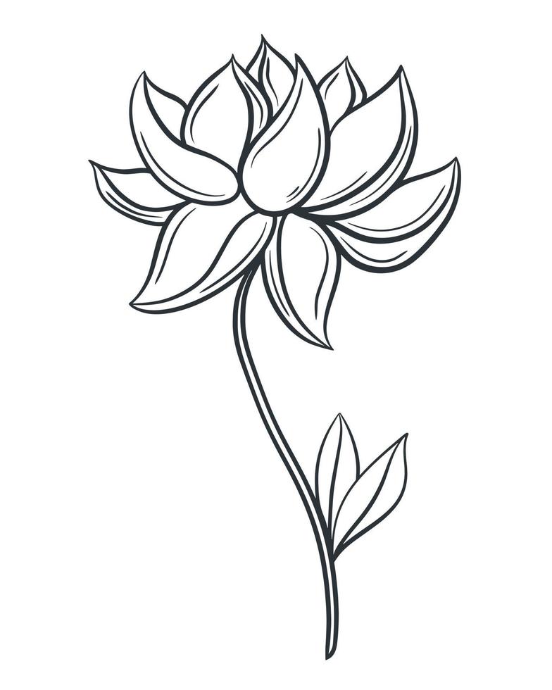 Beautiful flower hand drawn isolated vector illustration
