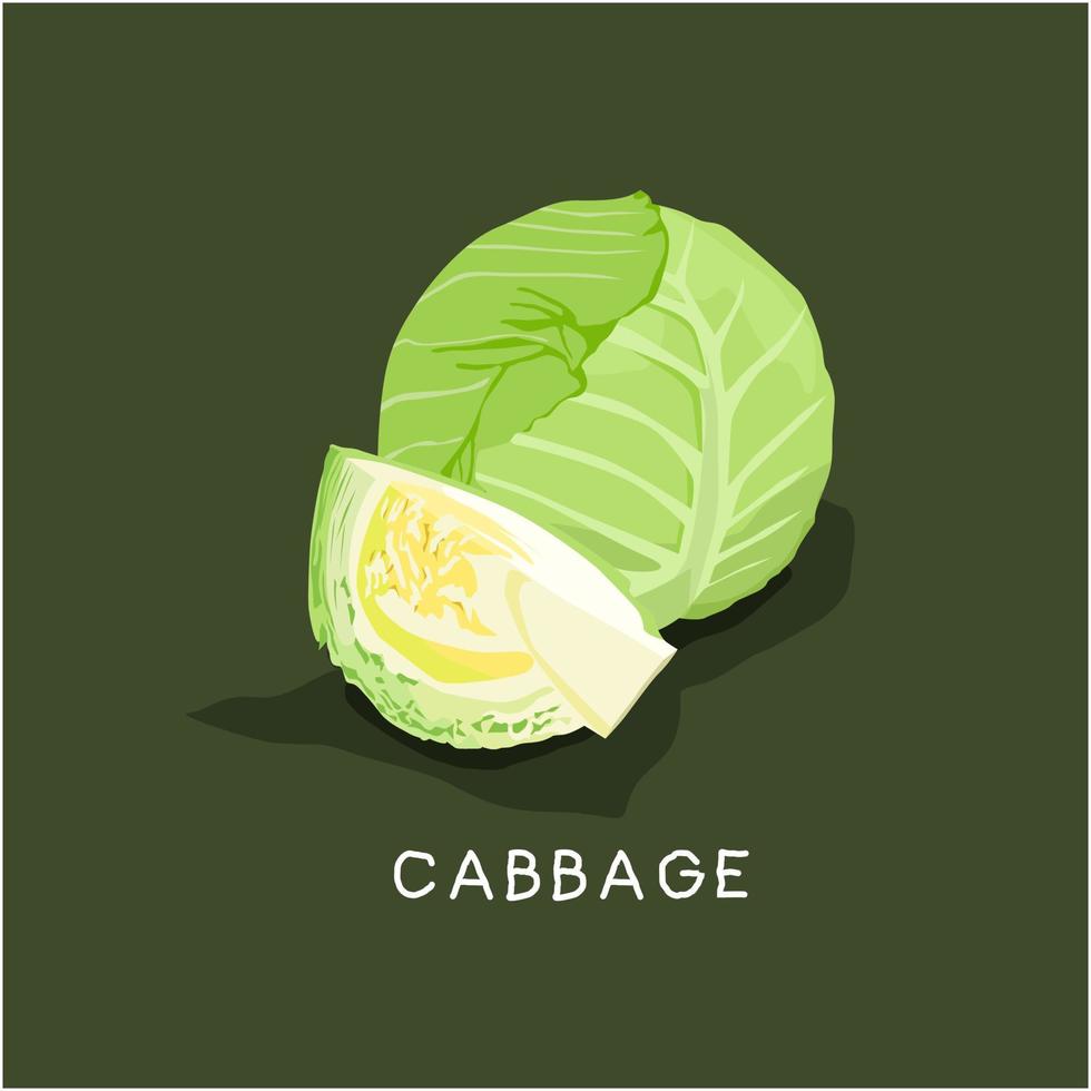 Fresh vegetable Cabbage isolated vector illustration