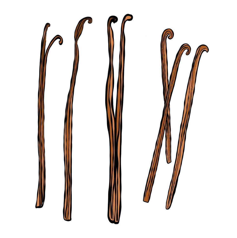 Set with brown vanilla branches vector