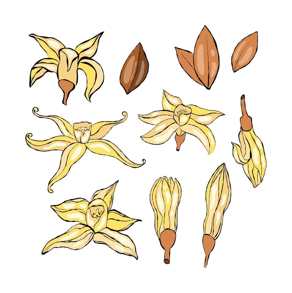 Vanilla flower set vector