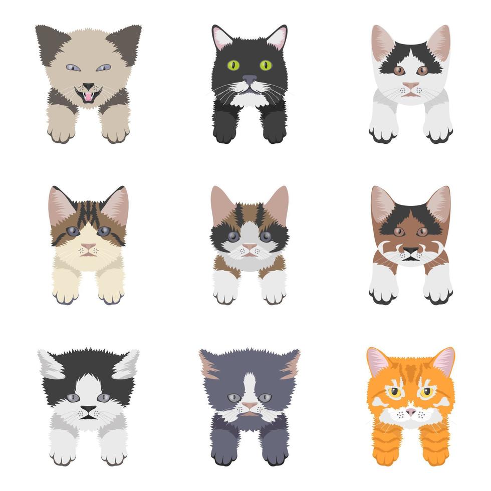 conceptos de razas de gatos vector