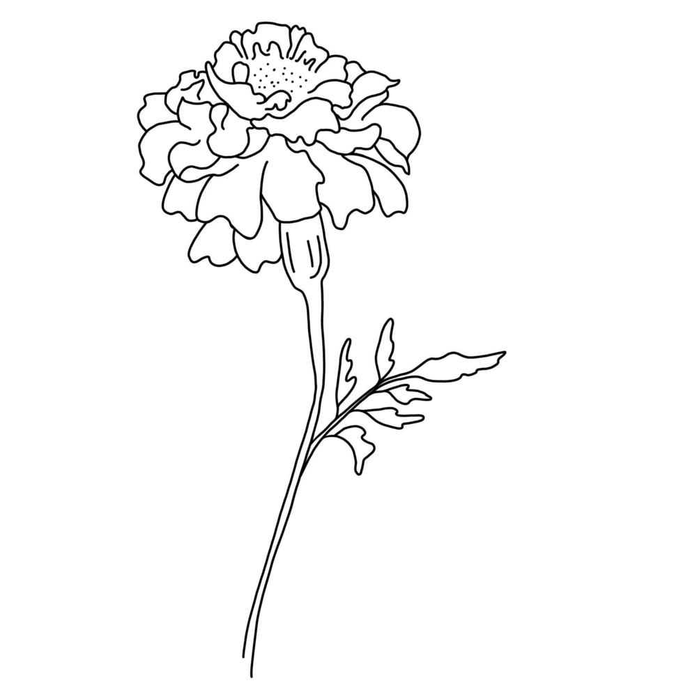 Beautiful flower Tagetes. Vector illustration.Linear doodle element for design and decor.