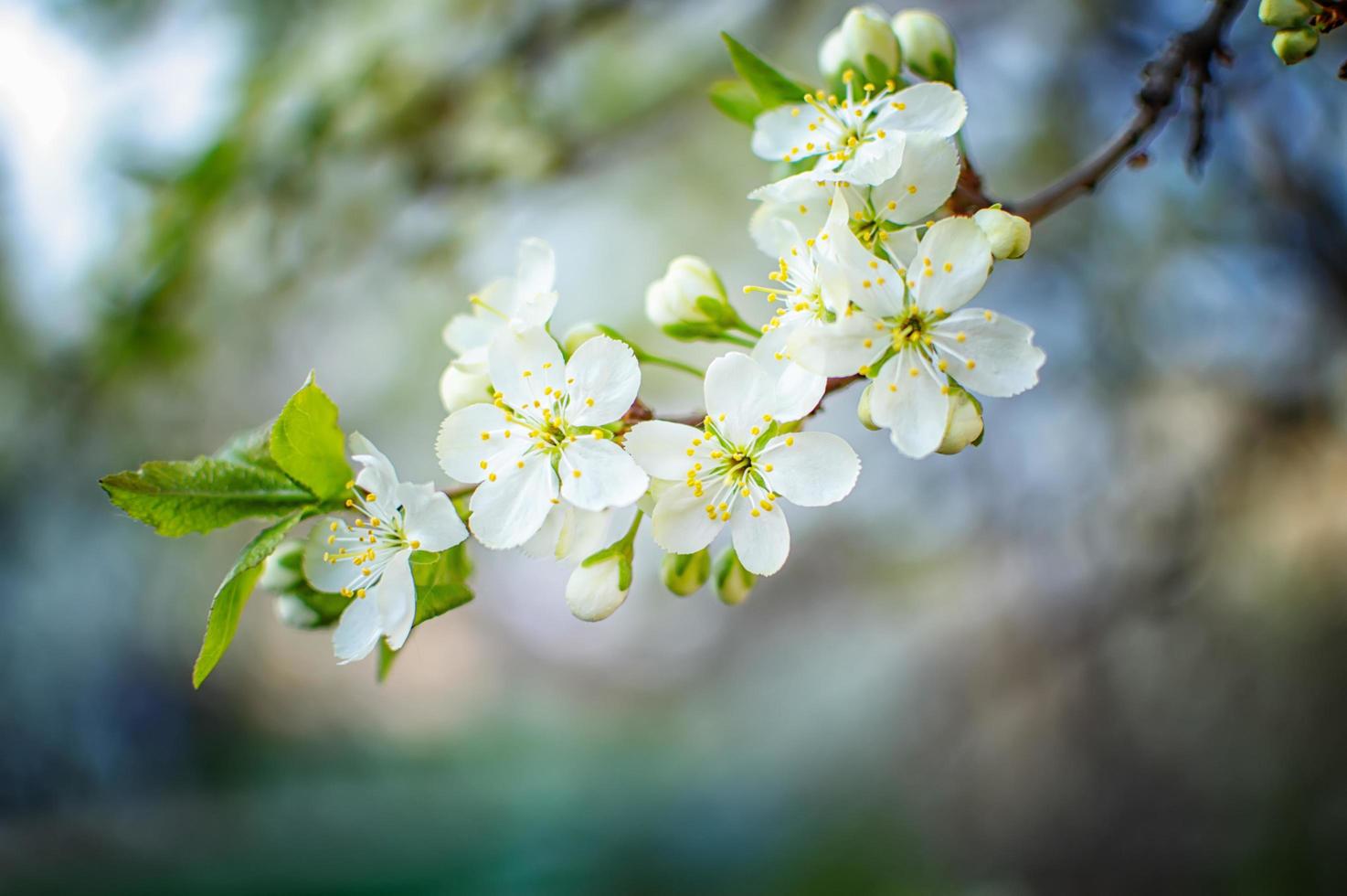 cherry blossoms with white flowers 4789180 Stock Photo at Vecteezy