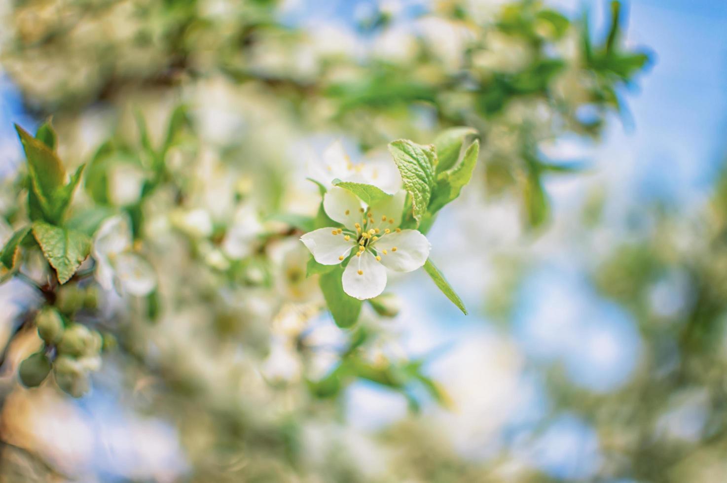 cherry blossoms with white flowers photo