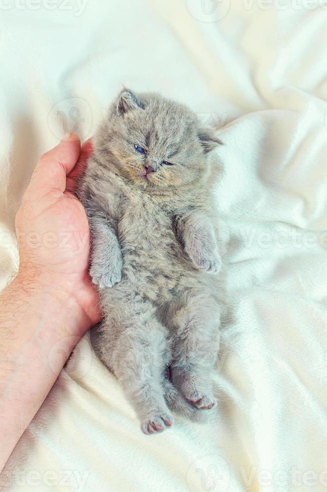 little kitten in a hand photo