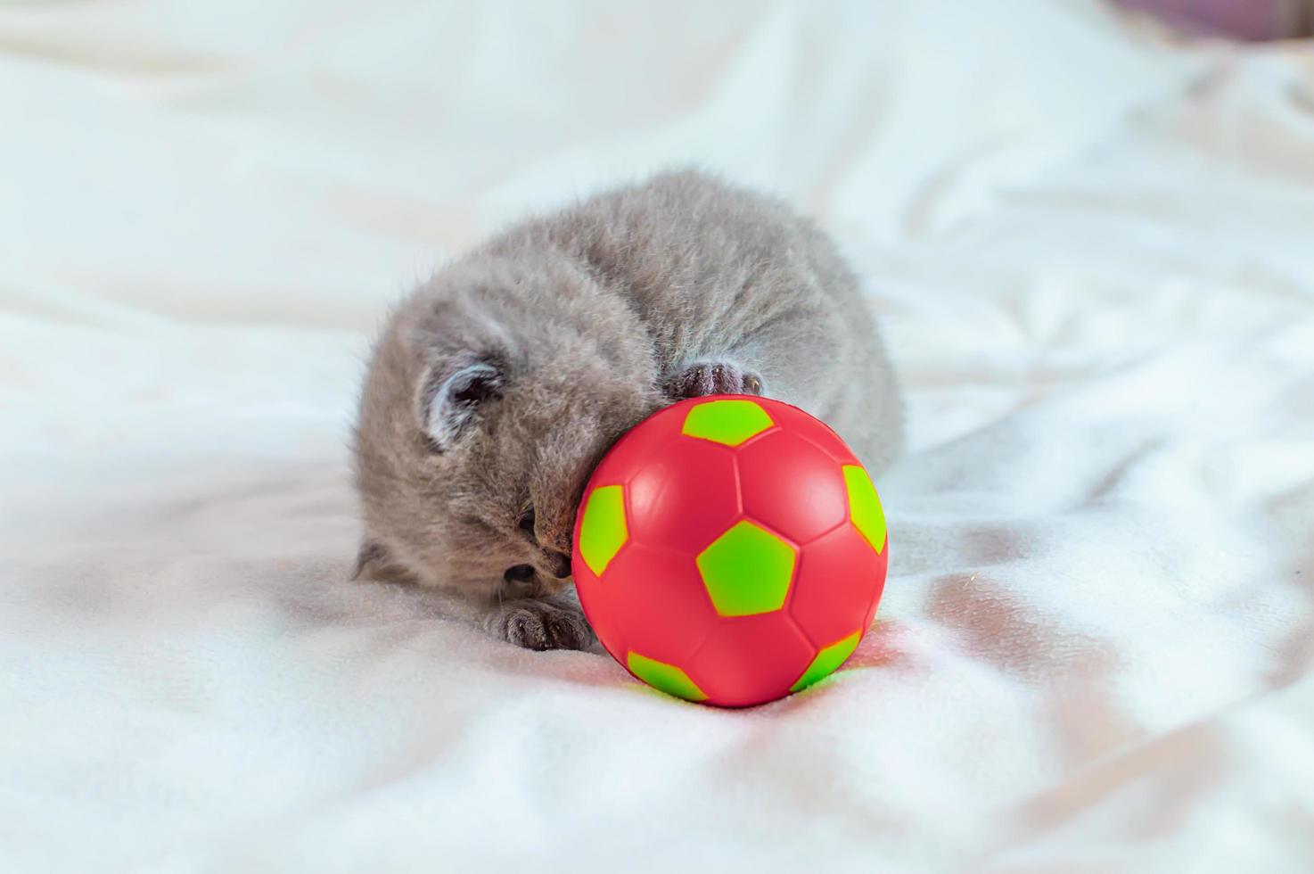 little kitten plays with a ball photo