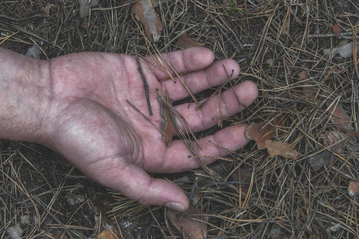 asesinato en el bosque. la mano de un hombre muerto en las agujas del bosque. ataque violento. Víctima del crimen. foto