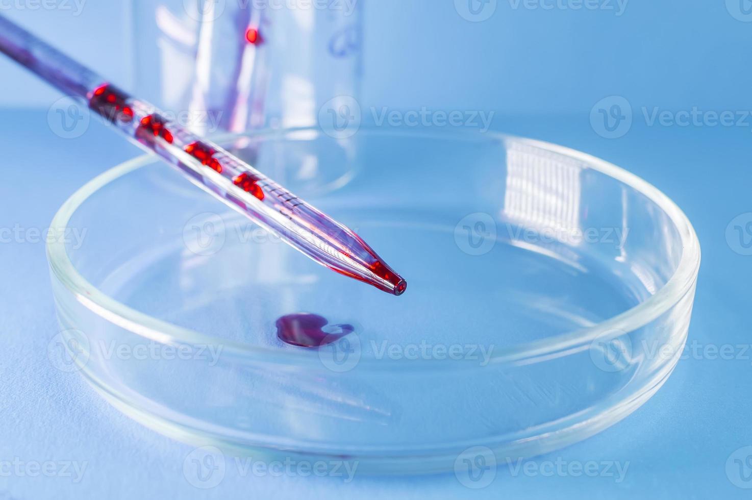 laboratorio médico. la sangre de la pipeta se vierte en una placa de Petri vacía sobre un fondo azul. Pruebas de laboratorio. foto