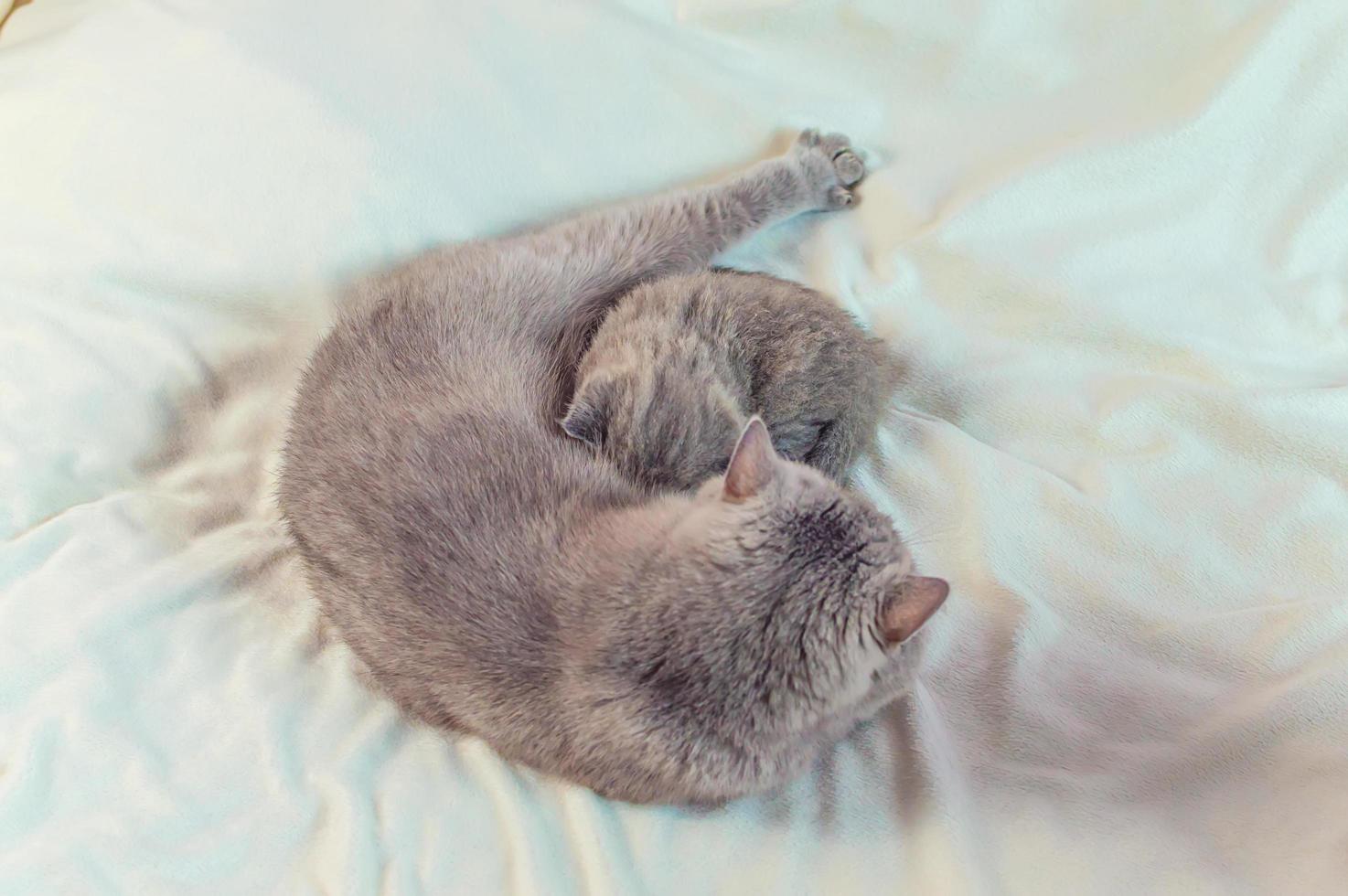 gatito juega con la madre un gato en una cubierta blanca foto