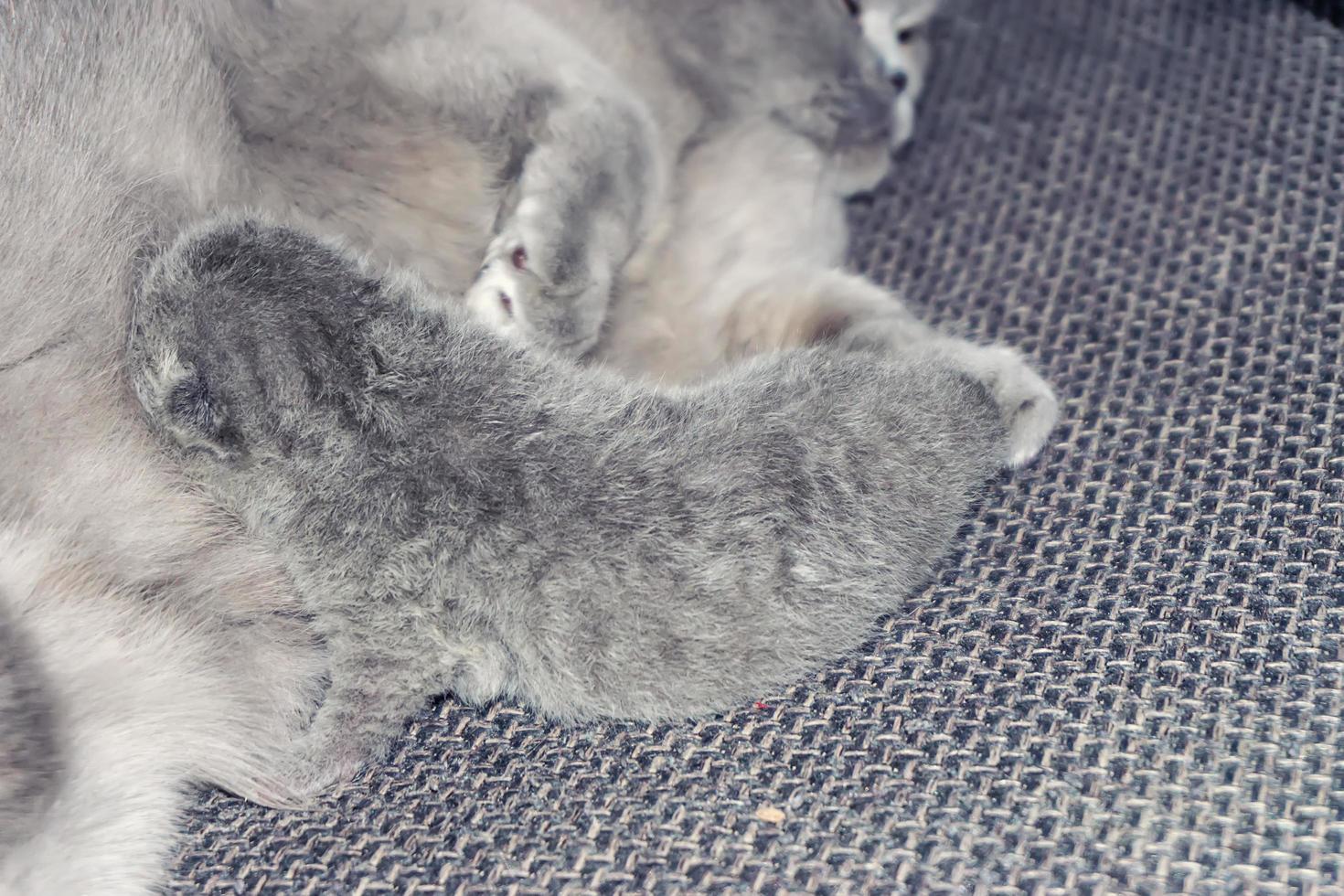 mother a cat lies with a kitten photo