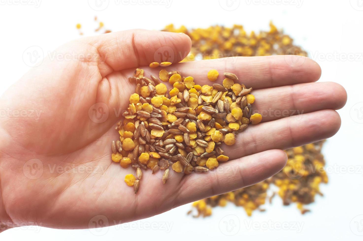 lentils and spelt on a man's hand on a white background. Healthy lifestyle. photo