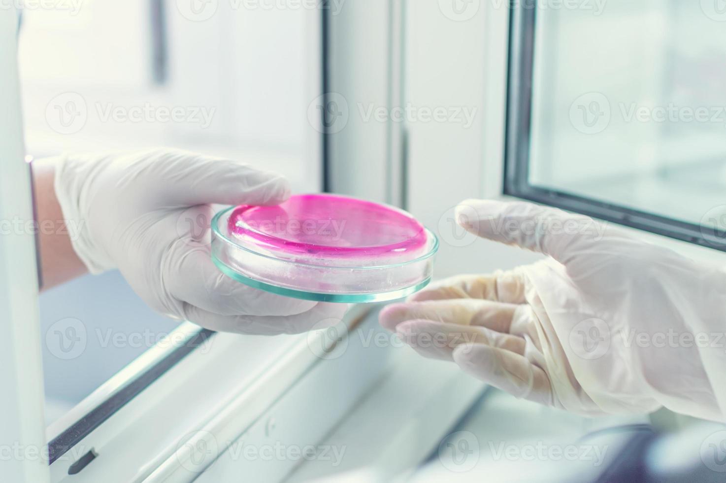 placa de petri en el laboratorio foto