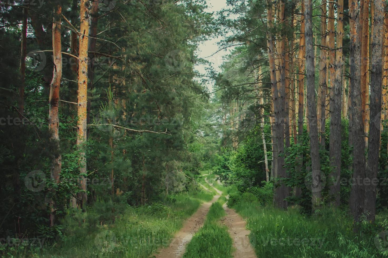 bosque siberiano verde en verano foto