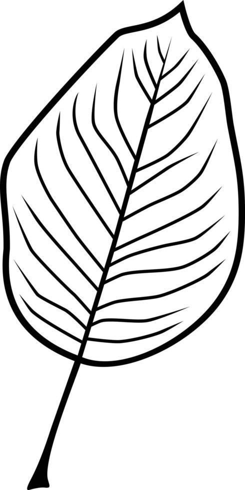 Pear leaf outline vector