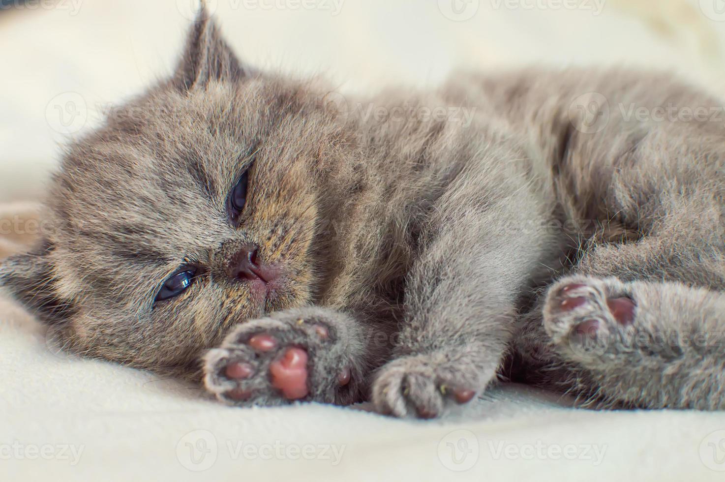 gatito duerme en una cubierta blanca foto