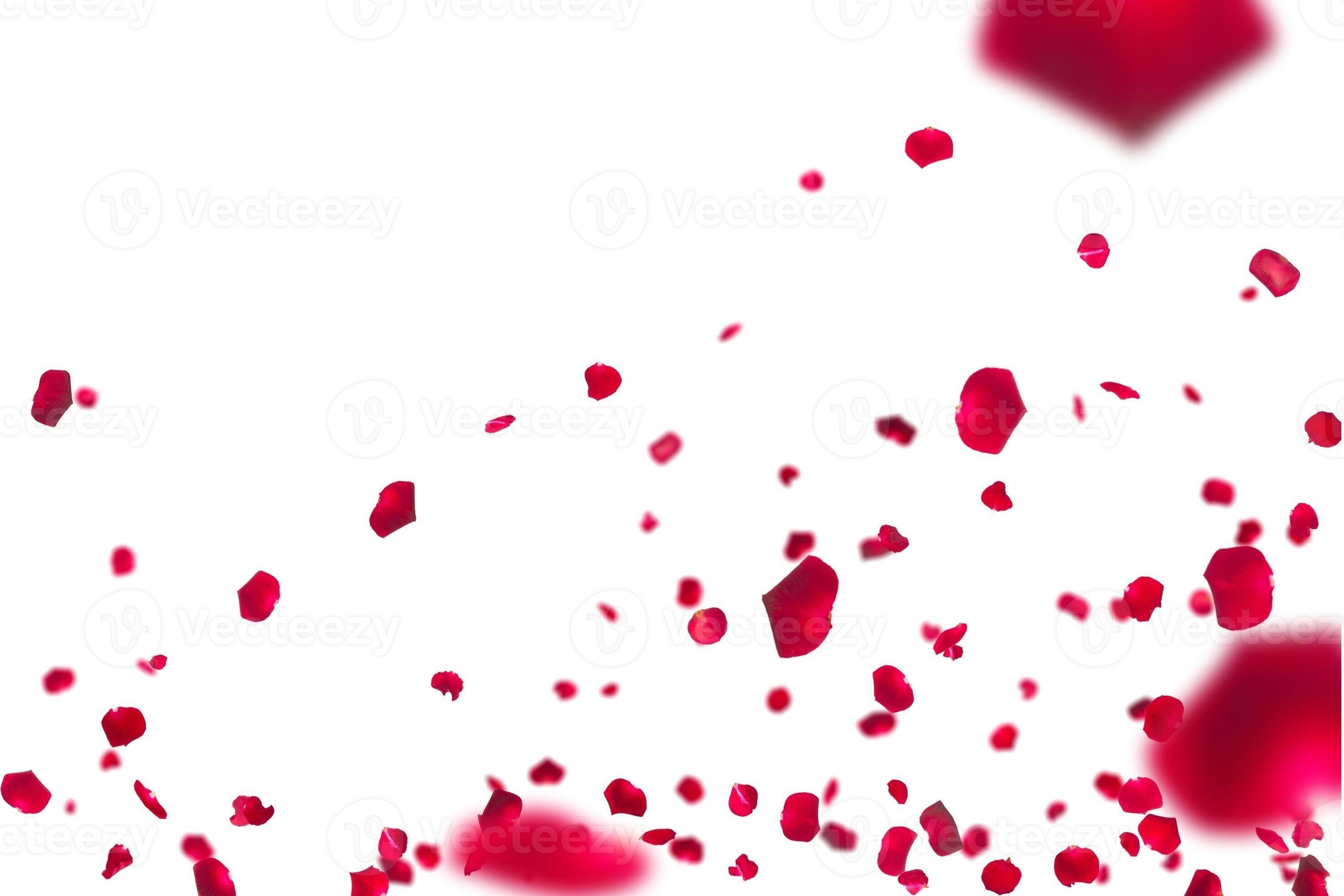 many rose overlay rose flowers and petal valentine background with