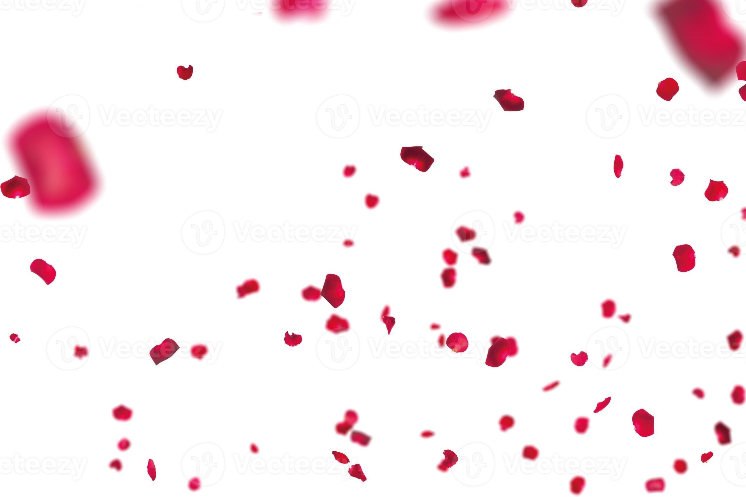 many rose overlay rose flowers and petal valentine background with