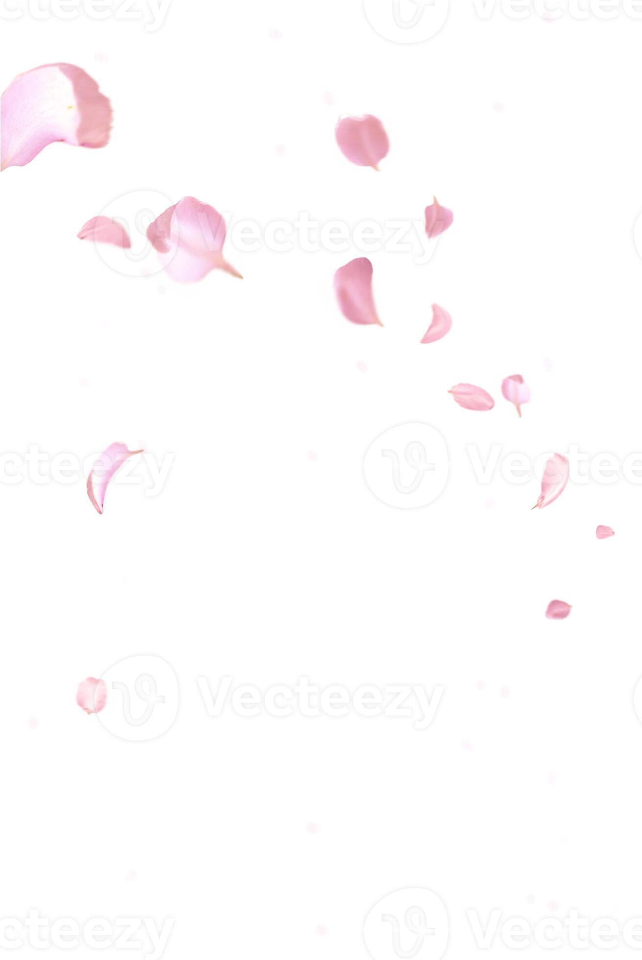 a little rose overlay rose flowers and petal valentine background with