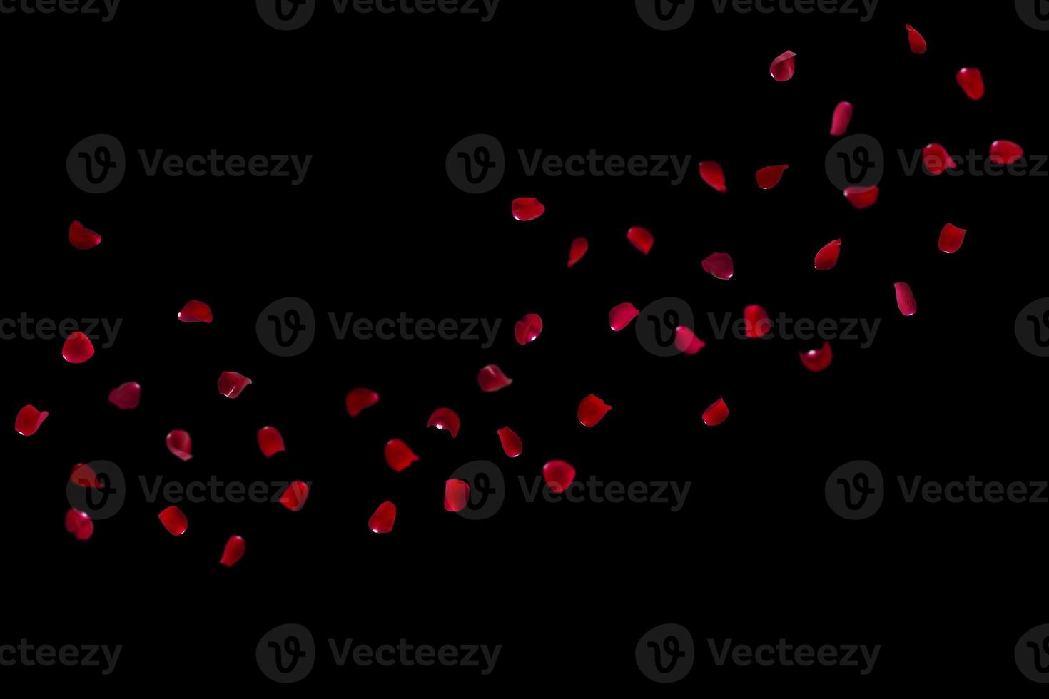 many rose overlay rose flowers and petal valentine background with falling red rose petals is on black photo