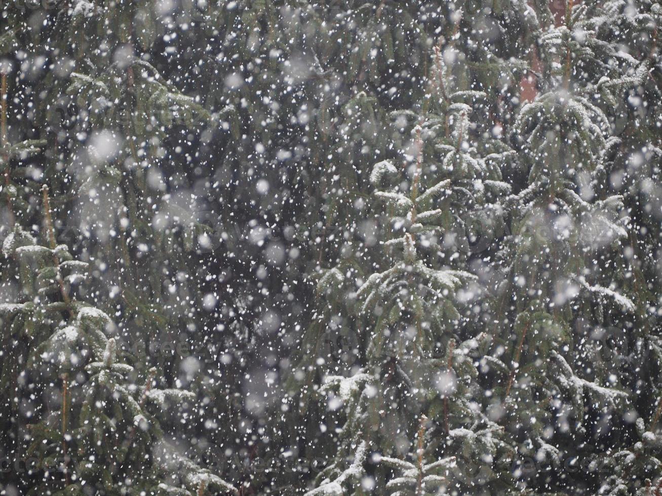 snow on tree photo
