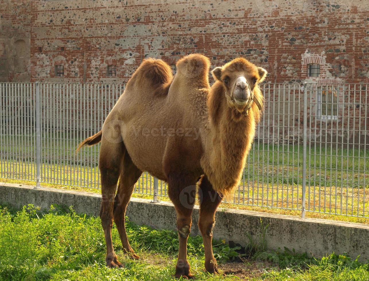 bactrian camel Camelus bactrianus mammal animal photo