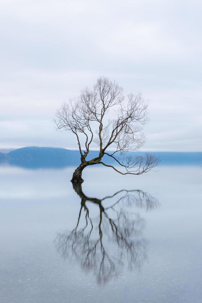 The Wanaka Tree, the most famous willow tree in Lake Wanaka New Zealand photo