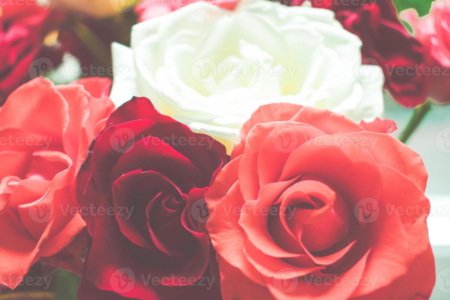 Ramo de rosas rojas y blancas, racimo vista de cerca de rosas rojas naturales. flores de enfoque selectivo y acuarela aislado foto