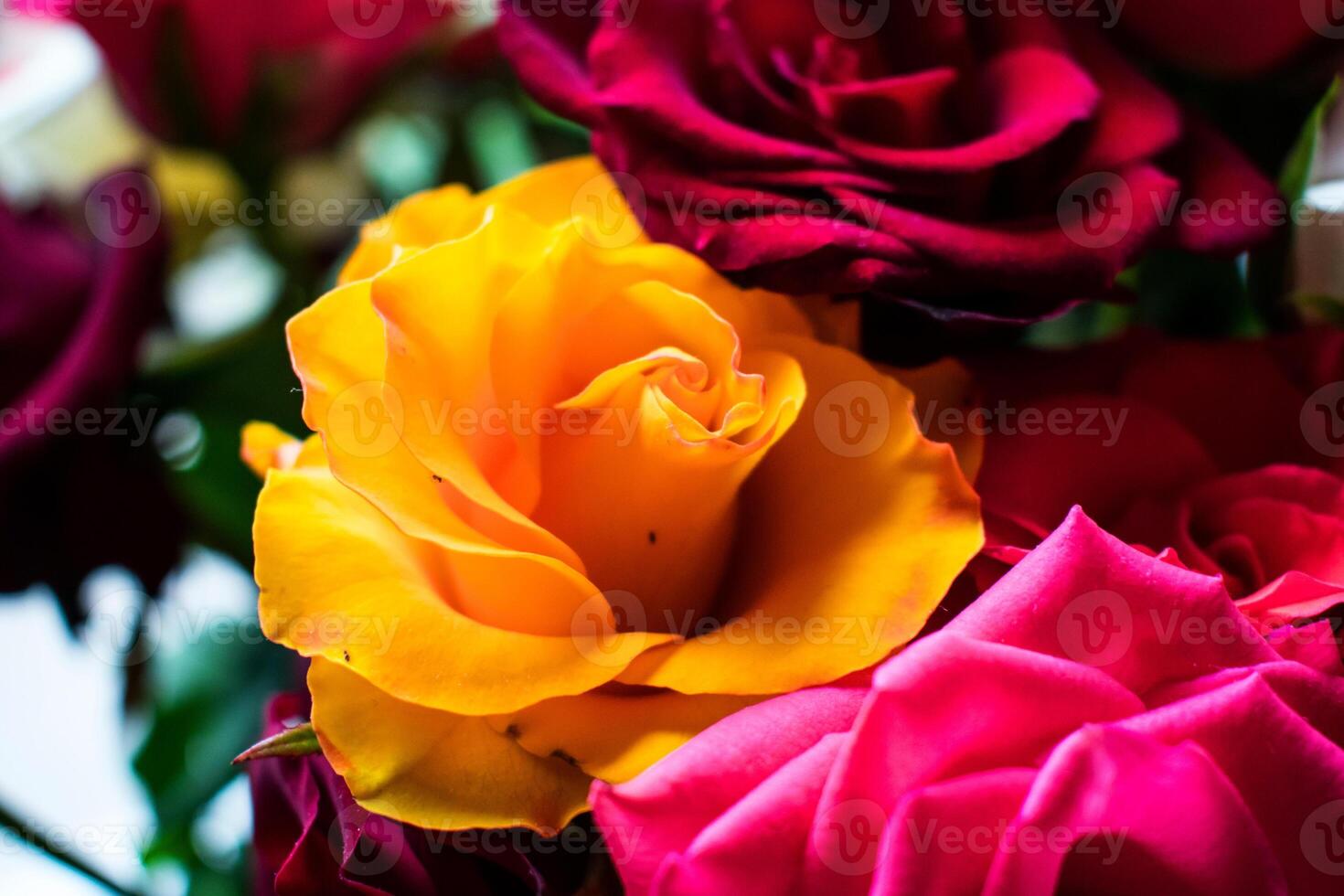 Ramo de rosas rojas y amarillas, racimo vista de cerca de rosas rojas  naturales. flores de enfoque selectivo y acuarela aislado 4794663 Foto de  stock en Vecteezy