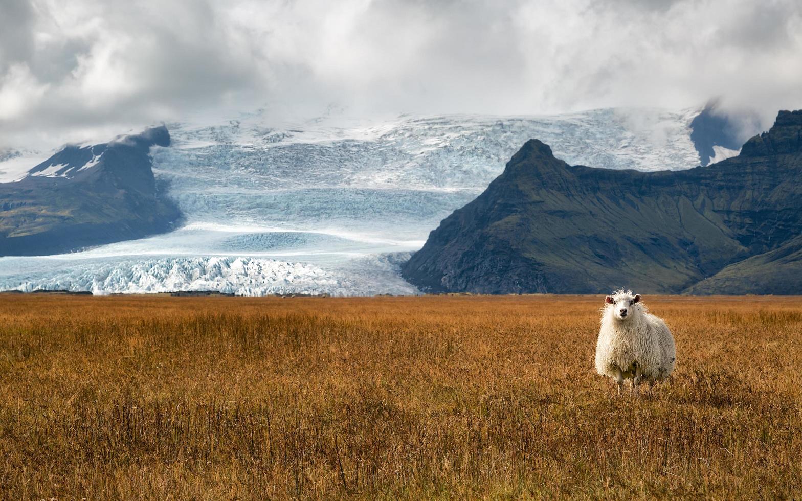 Glacier guard, Iceland photo