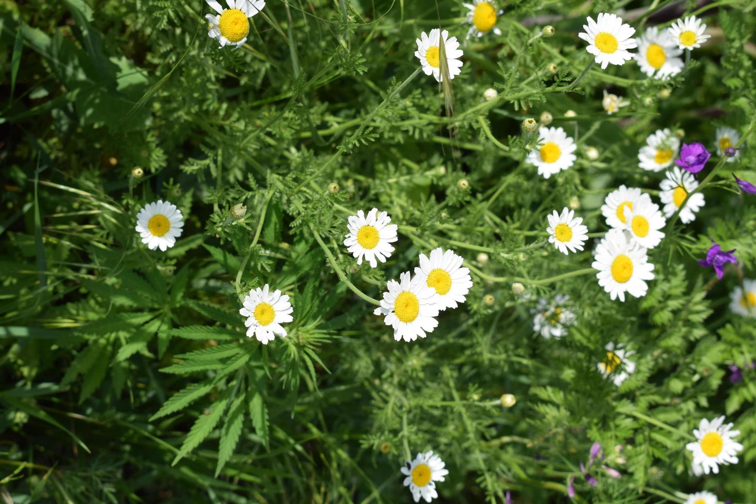 Little fresh daisies in Latin - leucanthemum vulgare growing up in garden. Sunny afternoon with fresh wild flowers. Oxeye daisy with white petals in blooming period during hot sumemr day. photo