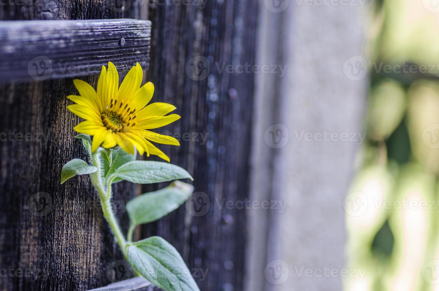 sunflower at old door photo