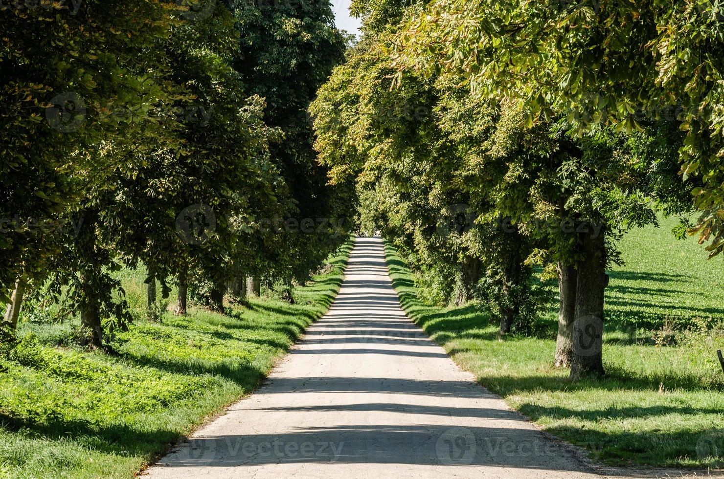 road with trees and shadows photo