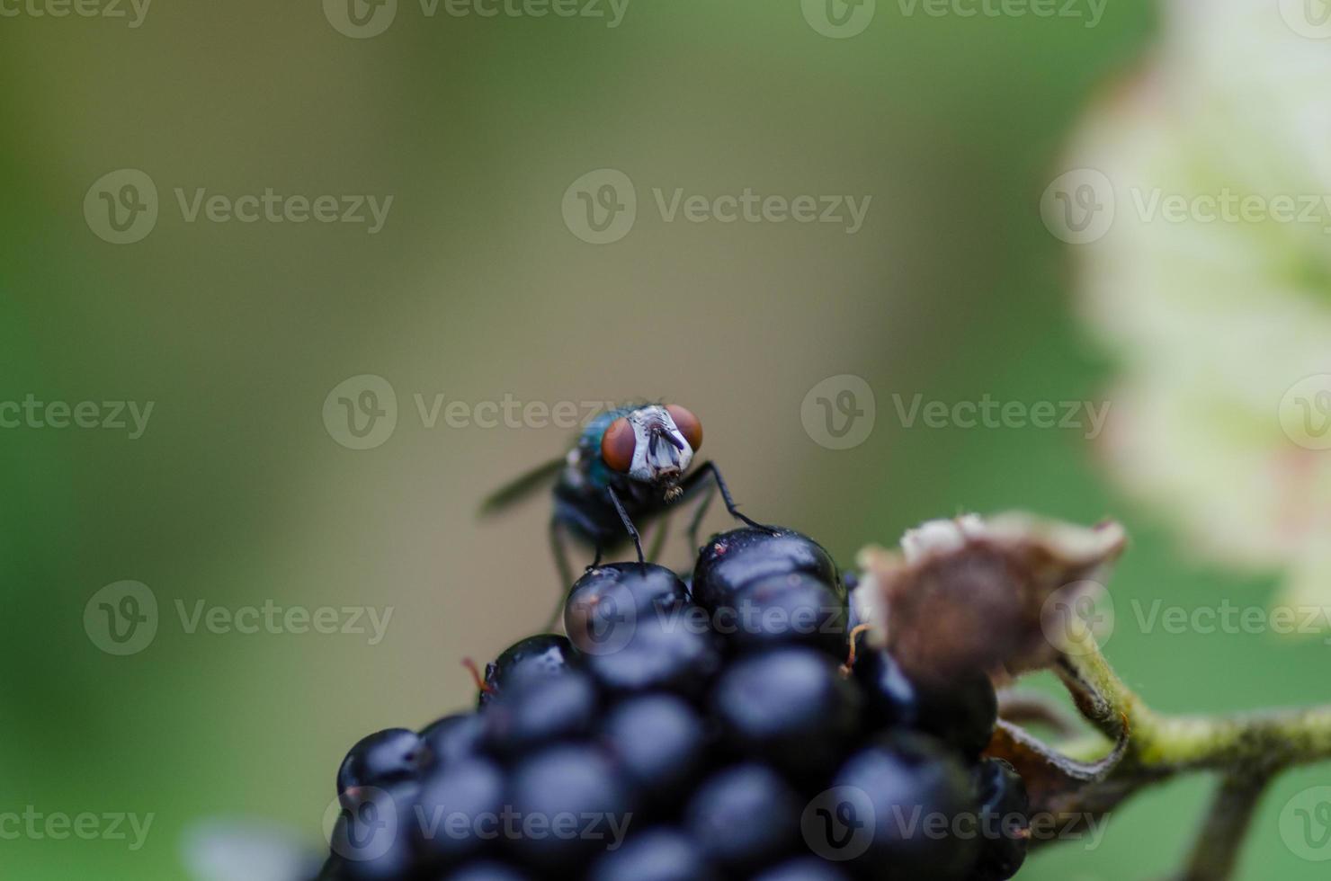 fly on a blackberry in summer photo